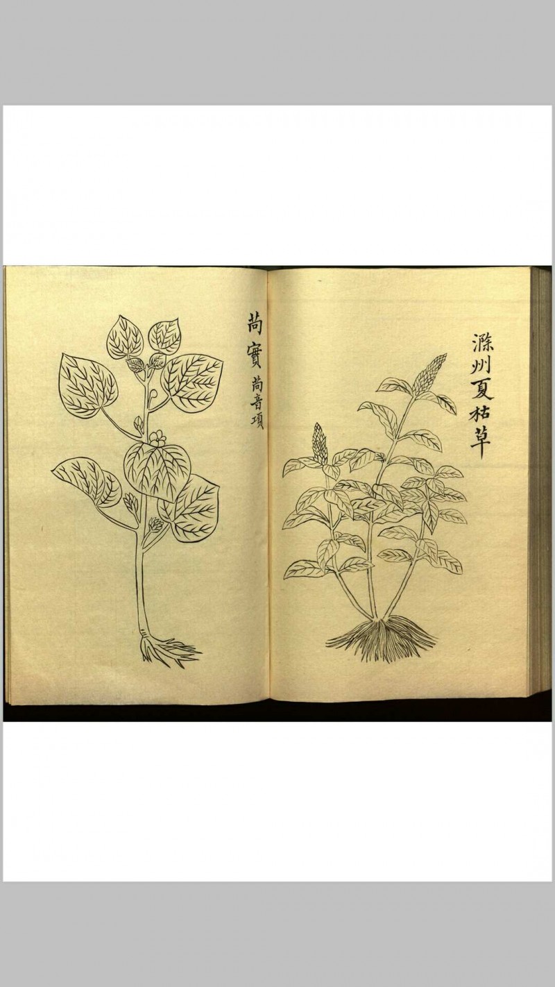 绍兴校定经史证类备急本草画(据卷二至五目录题) 五卷 (宋) 高绍功 等校定