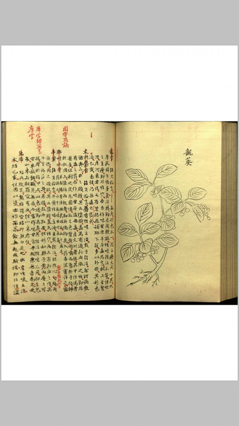 绍兴校定经史证类备急本草画(据卷二至五目录题) 五卷 (宋) 高绍功 等校定